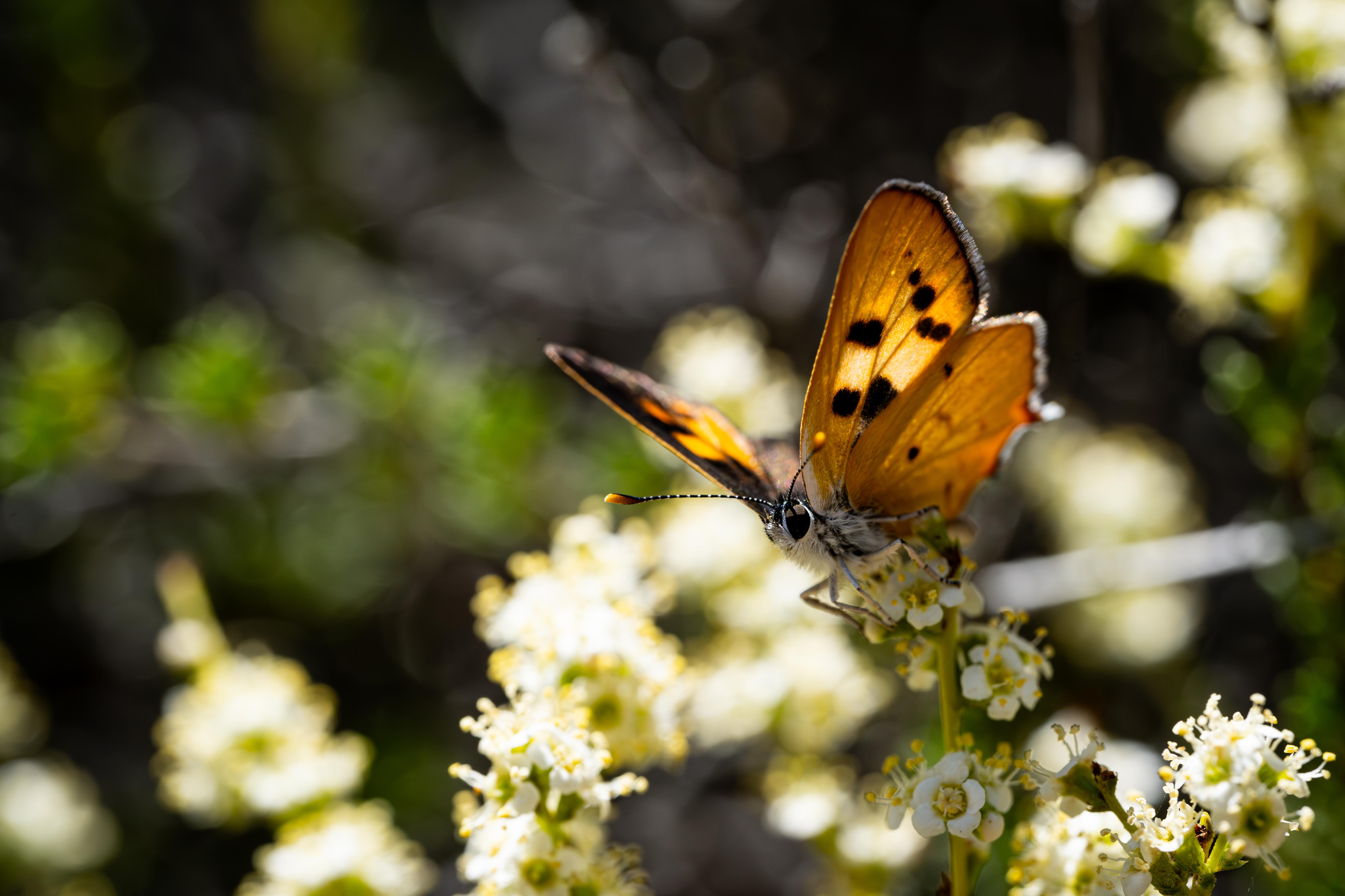 Hermes butterfly